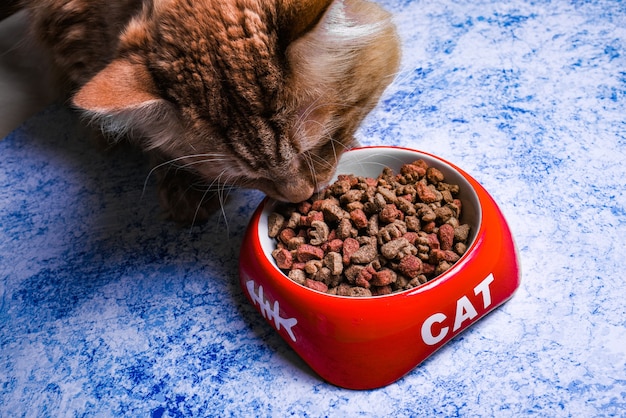 Premium Photo Dry Cat Food In A Red Bowl With The Inscription Cat Cat Eats Dry Food From A Bowl