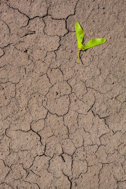 乾燥した割れた地面とカエデの種 プレミアム写真