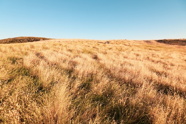 乾燥した広い草原とその上の澄んだ空 背景に最適 無料の写真