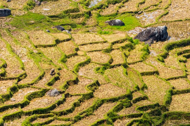 Premium Photo | Dry rice paddies pattern