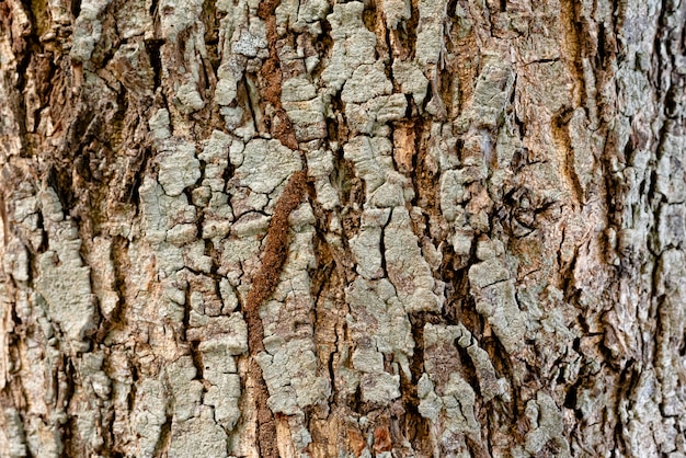 Premium Photo | Dry rustic tree bark texture, graphic resource use for ...