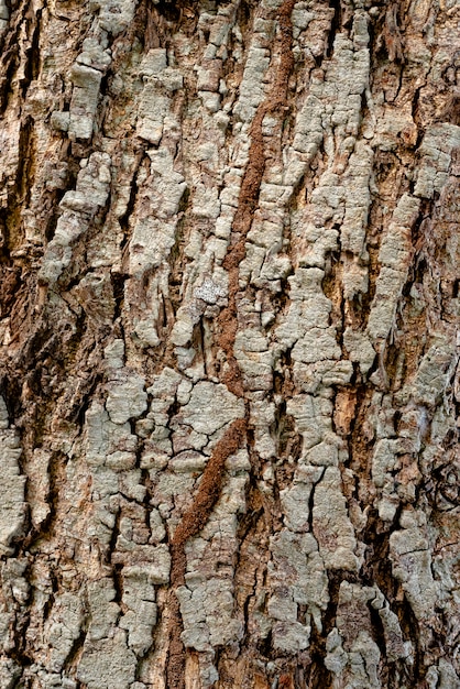 Premium Photo Dry Rustic Tree Bark Texture Graphic Resource Use For