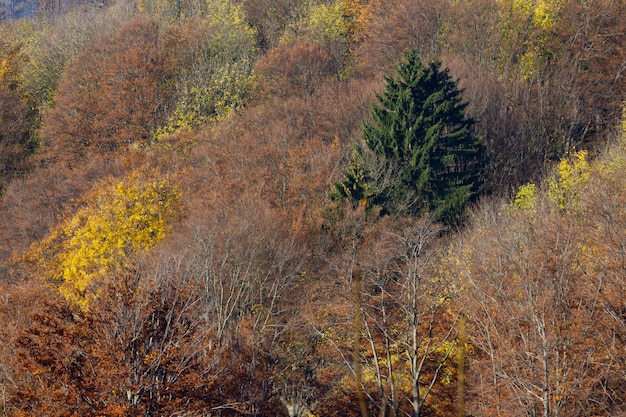 Free Photo | Dry trees and a single green spruce in the mountain ...