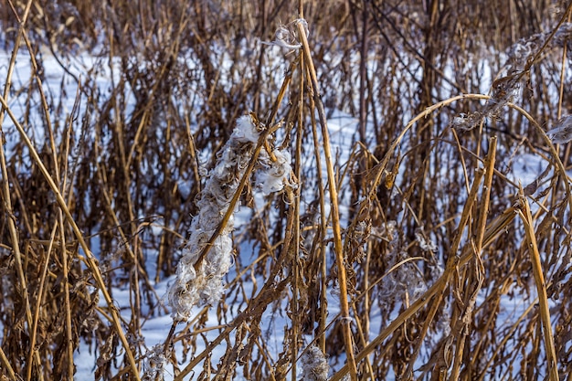 雪の上の冬の森の乾いた雑草 小枝 低木 プレミアム写真