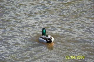 duck lake