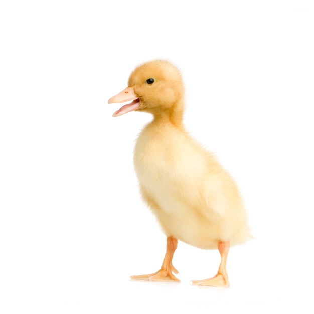 Premium Photo | Duckling in front of a white background