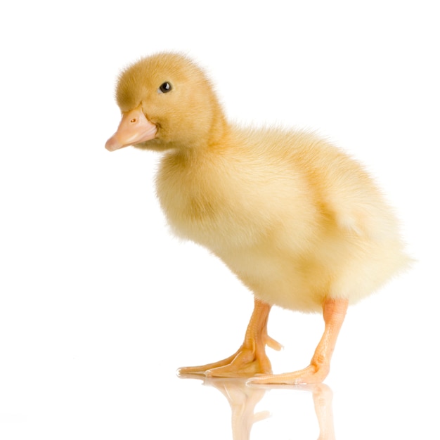 Premium Photo | Duckling in front of a white background