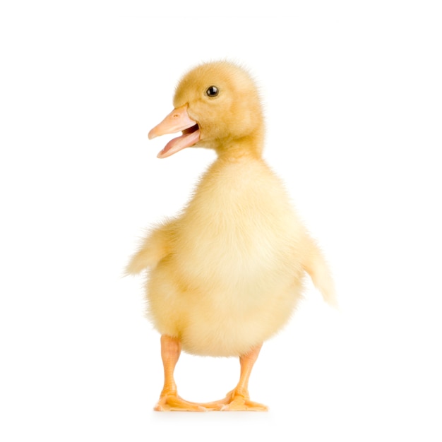 Premium Photo | Duckling in front of a white background