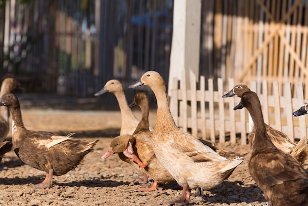 Premium Photo Ducks In Farm Traditional Farming