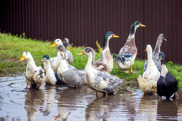 [Image: ducks-playing-water-farm_199743-1225.jpg]