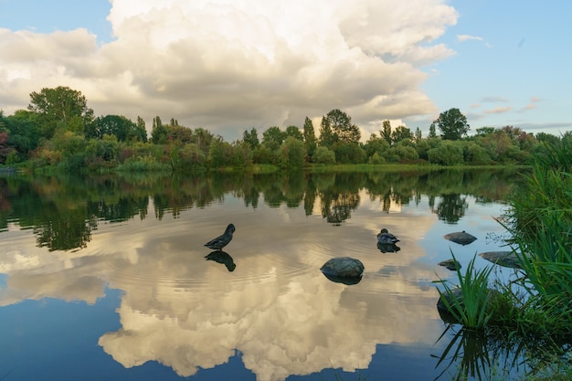 Free Photo The Ducks Swimming In The Lake With Reflections Of Clouds In The Water