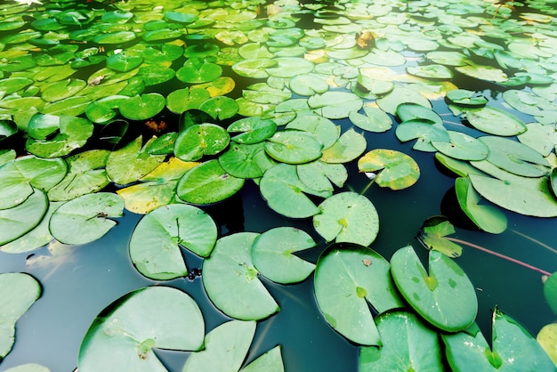 Premium Photo | Duckweed