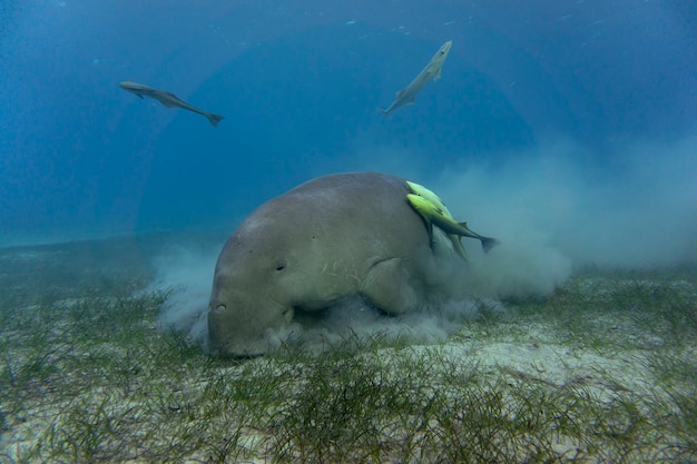 Звездочет или морская корова фото