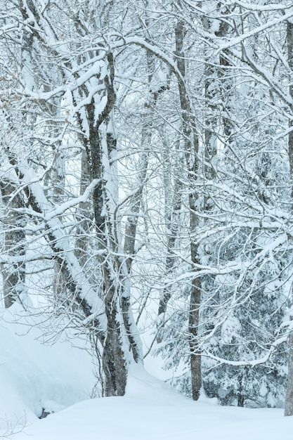 Premium Photo | Dull day snowfall in winter mountain misty snowy forest