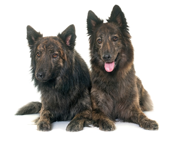 Premium Photo | Dutch long haired shepherds