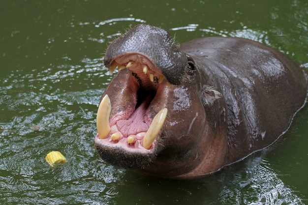 Premium Photo | Dwarf hippopotamus open mouth in water