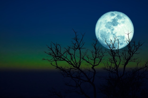 Premium Photo Dying Grass Full Moon And Silhouette Dry Trees In The Sunset Dark Green Blue Sky