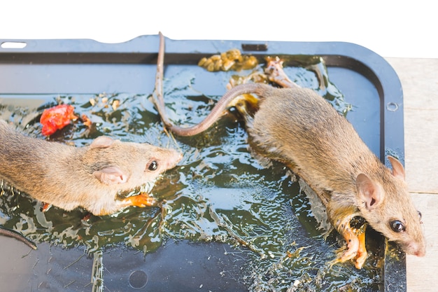 Premium Photo | Dying rats stick on glue trap