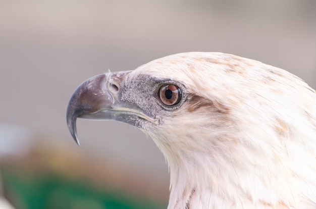 イーグルのクローズアップの顔 白い鷹の肖像 クローズアップの鳥の目 プレミアム写真