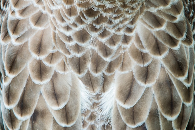 Premium Photo | Eagle feather detail