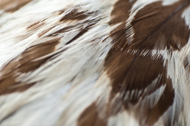 eagle-feathers-closeup_1426-1183.jpg