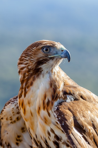 Premium Photo | Eagle of red tail (buteo jamaicensis)