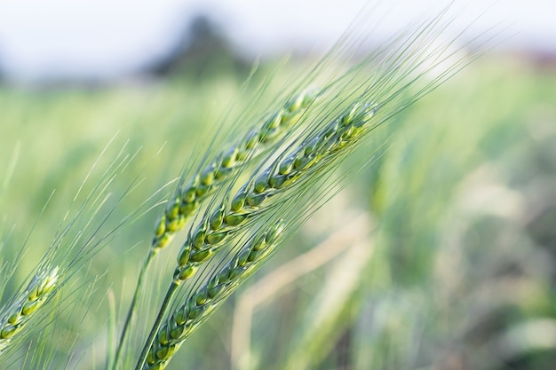 Premium Photo | Ear of wheat in the field. barley grain hardy cereal ...