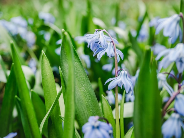 Premium Photo | Early, bright, spring scilla flowers on the background ...