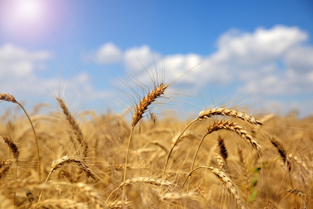 Premium Photo | Ears of ripe yellow wheat