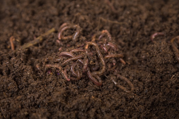 golden earthworm farm instagram