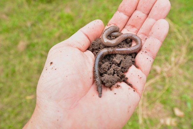 Premium Photo | An earthworm on a soil in hands of man. earthworm and ...