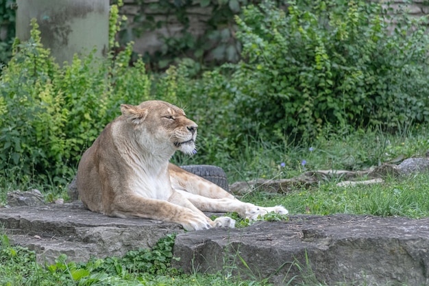 動物園の緑に囲まれた地面に座っている東アフリカのライオン 無料の写真