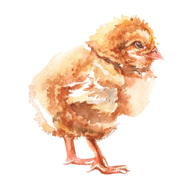 Premium Photo | Easter chick, watercolor