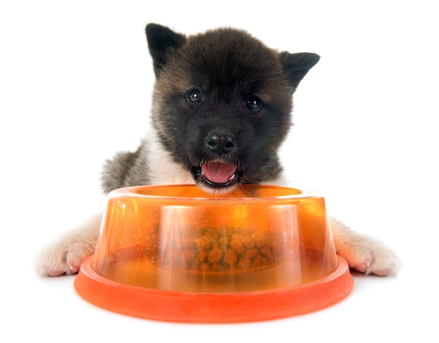 Premium Photo | Eating american akita puppy