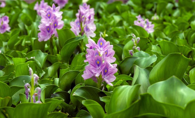 Premium Photo | Eceng gondok, water hyacinth flowers (eichhornia ...