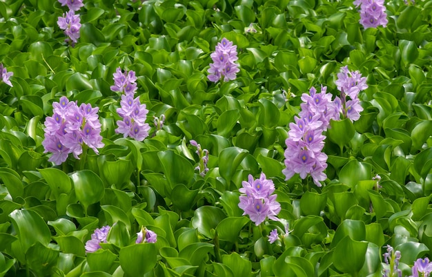 Premium Photo | Eceng gondok, water hyacinth flowers (eichhornia ...