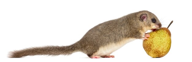 Premium Photo | Edible dormouse eating a pear in front of a white surface