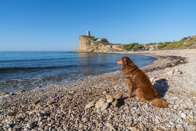 Premium Photo El Xarco Dog Beach In Villajoyosa With A Golden Retriever Alicante Spain