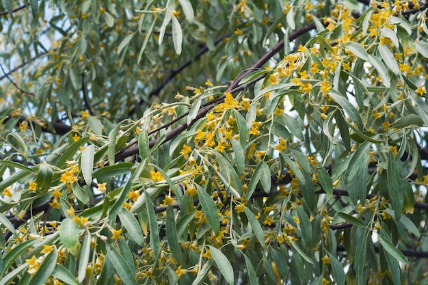 Premium Photo | Elaeagnus angustifolia tree blooming