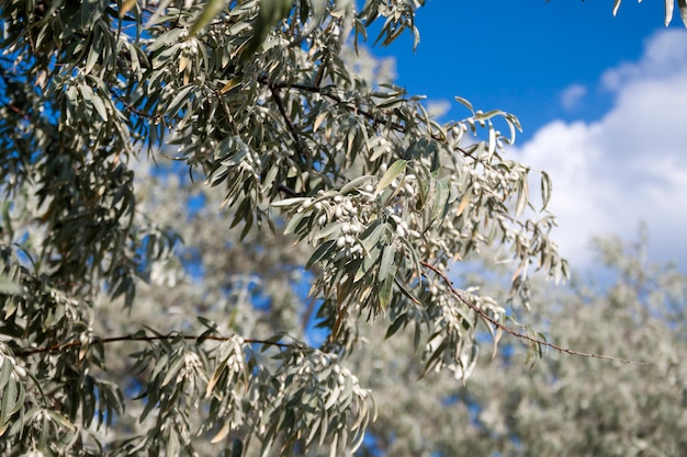 Premium Photo | Elaeagnus angustifolia tree in the wild