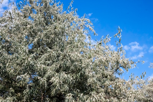 Premium Photo Elaeagnus Angustifolia Tree