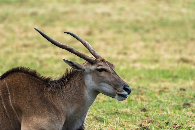 Premium Photo | Eland male specimen