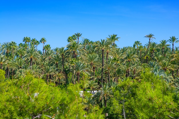 Premium Photo Elche Elx Alicante El Palmeral With Many Palm Trees