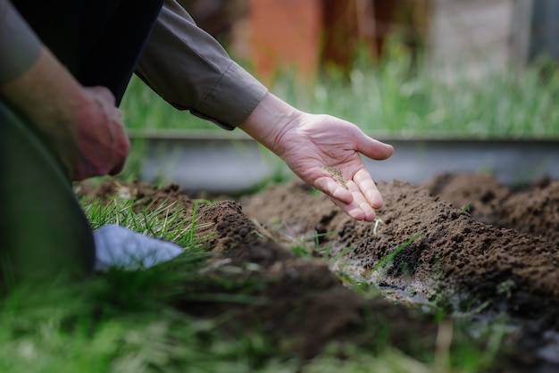 Premium Photo | An elderly man planting seeds in the garden