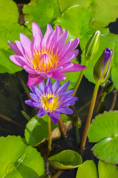 Premium Photo | Elegant blue and pink lily flowers in the water