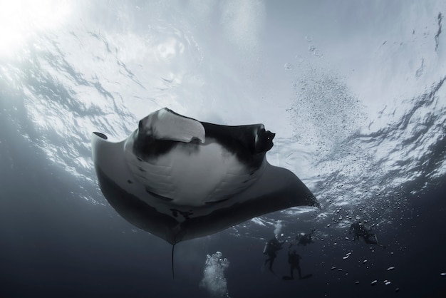 Premium Photo | Elegant manta ray floats under water