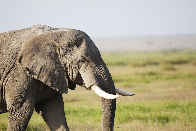 Free Photo | Elephant in amboseli national park, kenya, africa