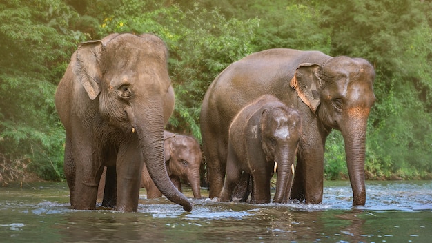 Premium Photo | Elephant family in water