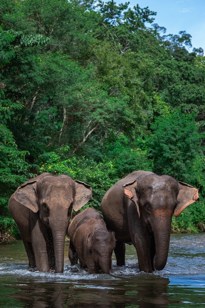 Premium Photo | Elephant family in water