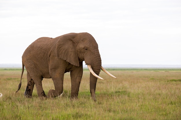 Premium Photo | Elephant in the savannah of national park